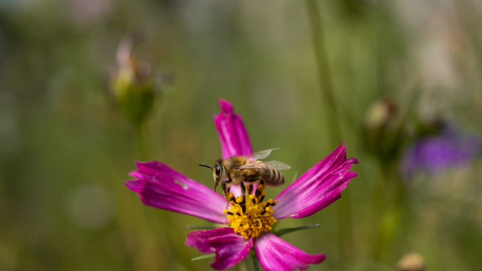 Online Infoabend Lehrgang Gartentherapie 6. Oktober 18.00